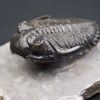Trilobite Hollardops mesocristata
