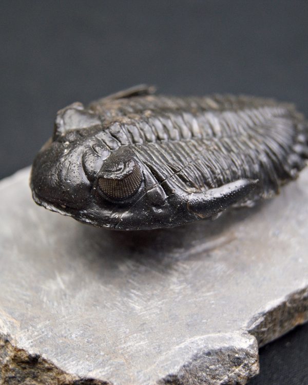 Trilobite Hollardops mesocristata