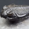 Trilobite Hollardops mesocristata
