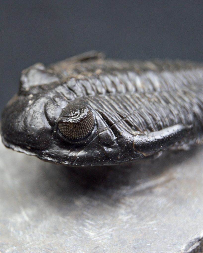 Trilobite Hollardops mesocristata