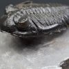 Trilobite Hollardops mesocristata