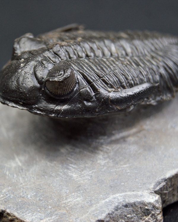 Trilobite Hollardops mesocristata