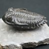 Trilobite Hollardops mesocristata