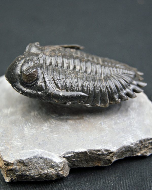 Trilobite Hollardops mesocristata
