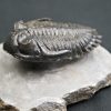 Trilobite Hollardops mesocristata