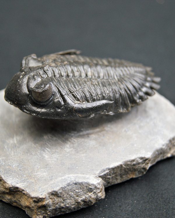 Trilobite Hollardops mesocristata