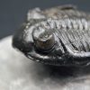 Trilobite Hollardops mesocristata