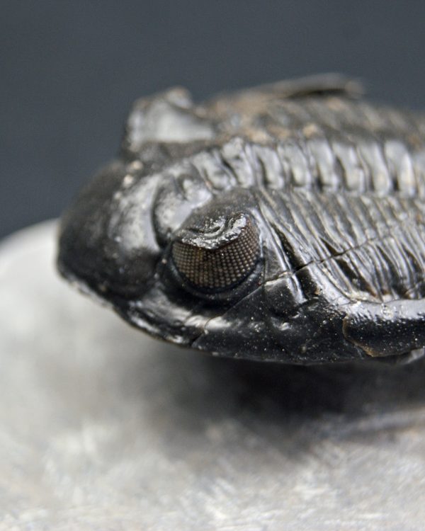 Trilobite Hollardops mesocristata