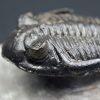 Trilobite Hollardops mesocristata