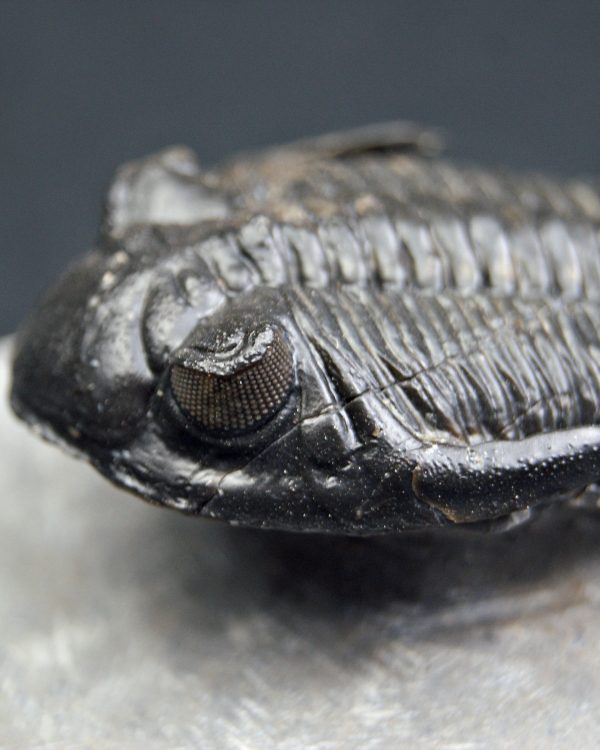 Trilobite Hollardops mesocristata