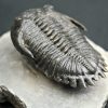 Trilobite Hollardops mesocristata