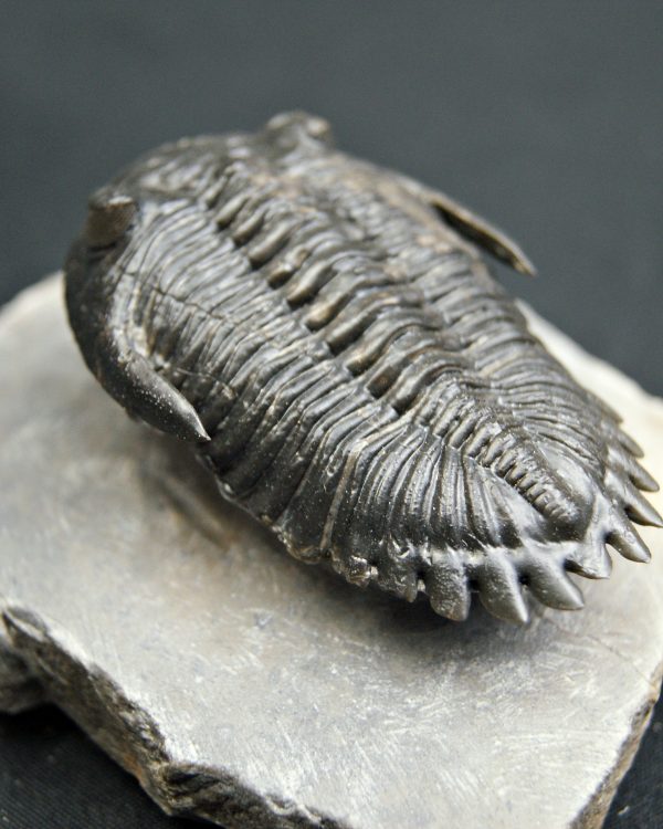 Trilobite Hollardops mesocristata