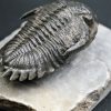 Trilobite Hollardops mesocristata