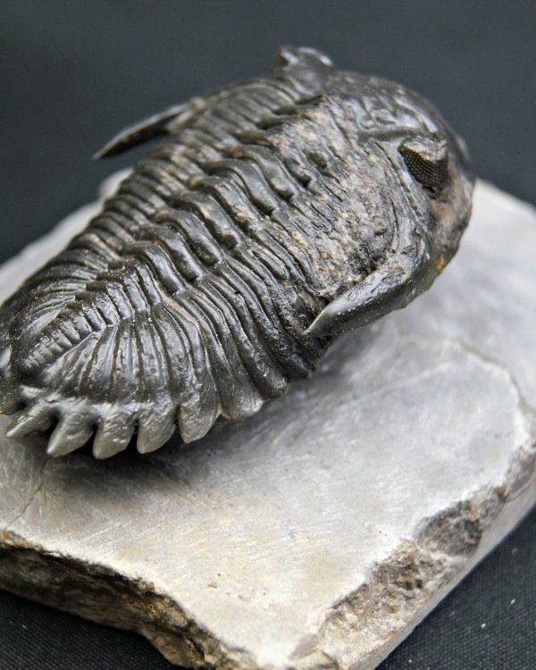 Trilobite Hollardops mesocristata