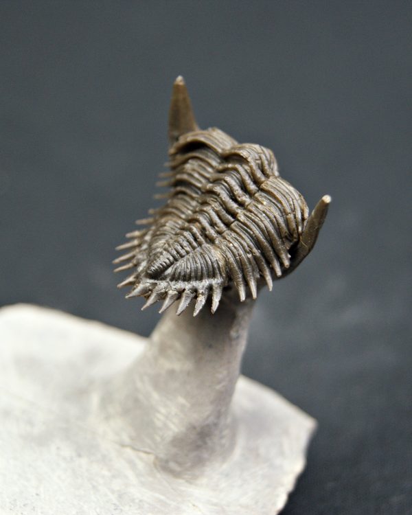 Metacanthina en vuelo de alta calidad