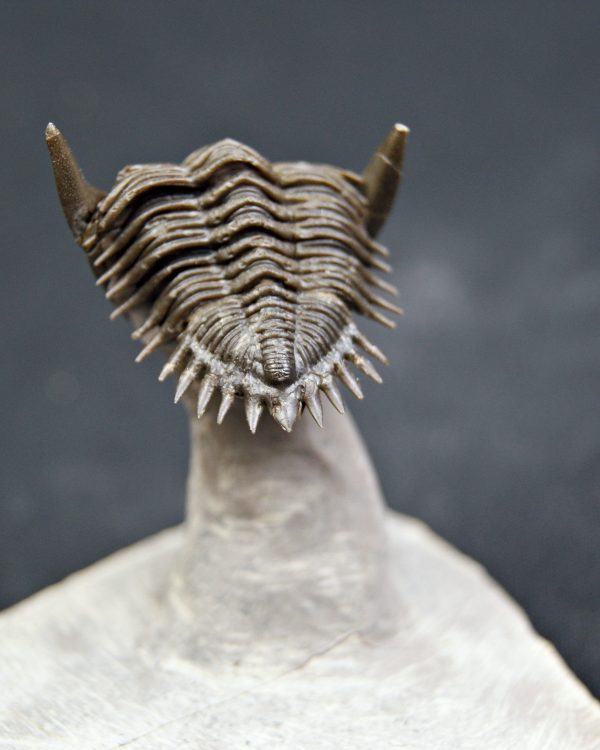 Metacanthina en vuelo de alta calidad