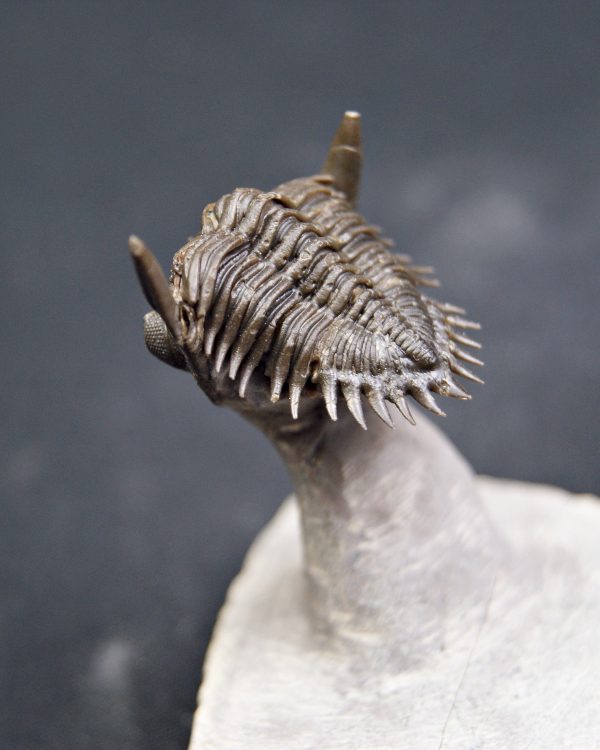 Metacanthina en vuelo de alta calidad