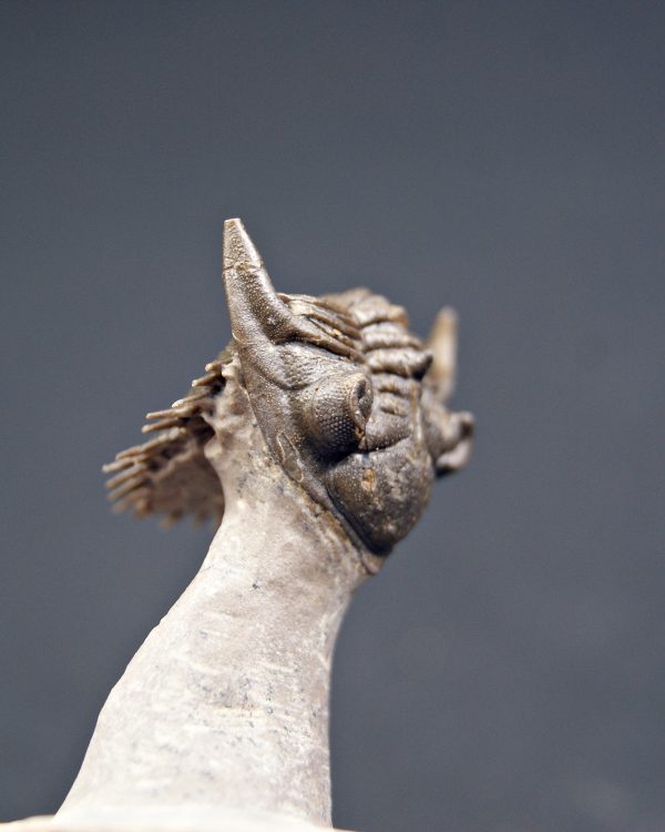 Metacanthina en vuelo de alta calidad