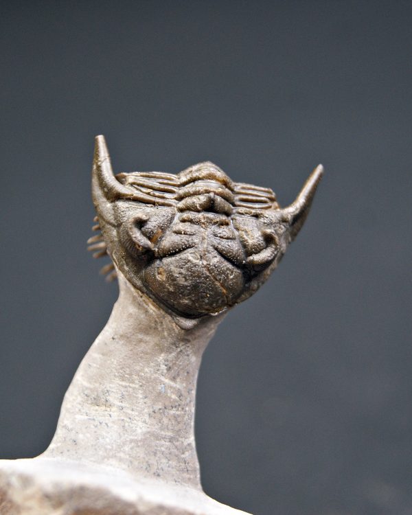 Metacanthina en vuelo de alta calidad