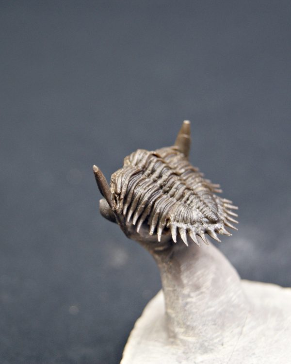 Metacanthina en vuelo de alta calidad