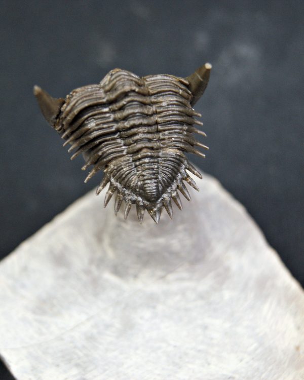 Metacanthina en vuelo de alta calidad