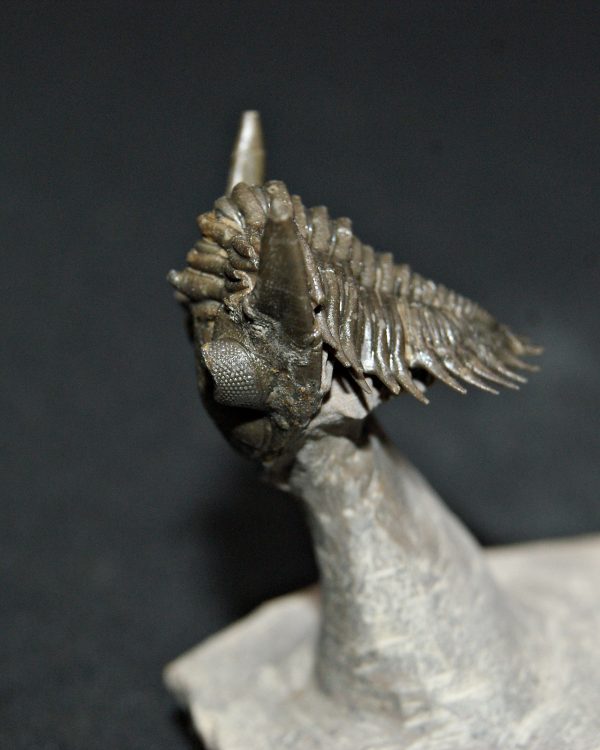 Metacanthina en vuelo de alta calidad