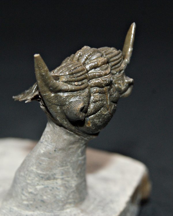 Metacanthina en vuelo de alta calidad