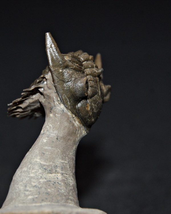 Metacanthina en vuelo de alta calidad