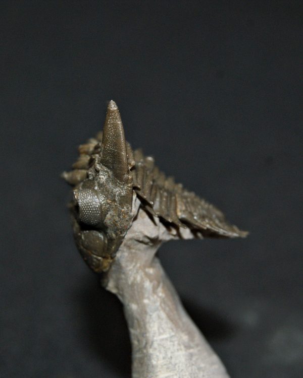 Metacanthina en vuelo de alta calidad