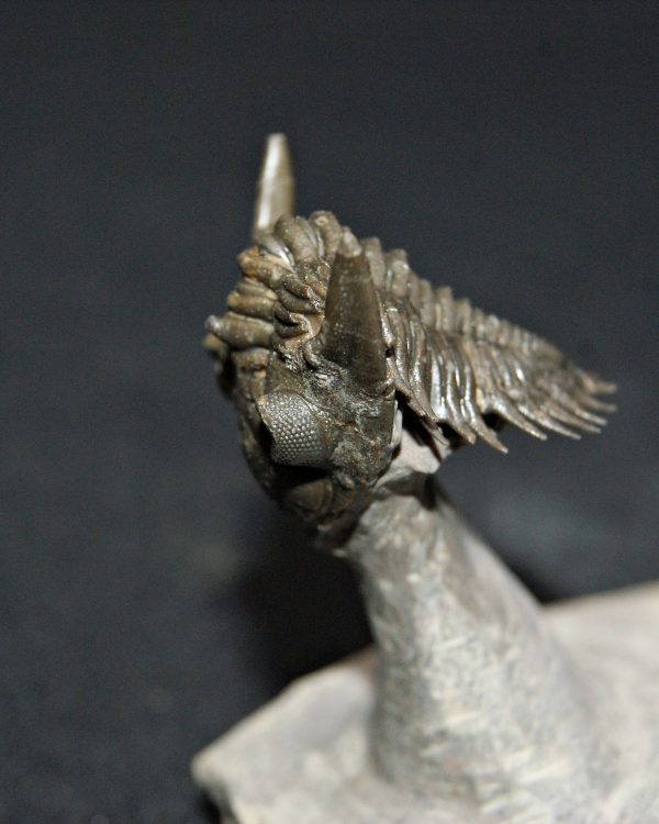 Metacanthina en vuelo de alta calidad