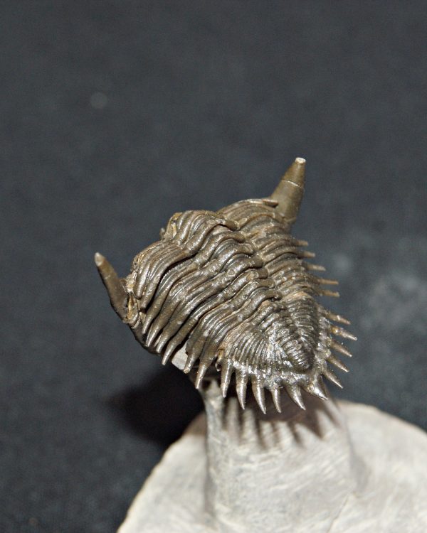 Metacanthina en vuelo de alta calidad