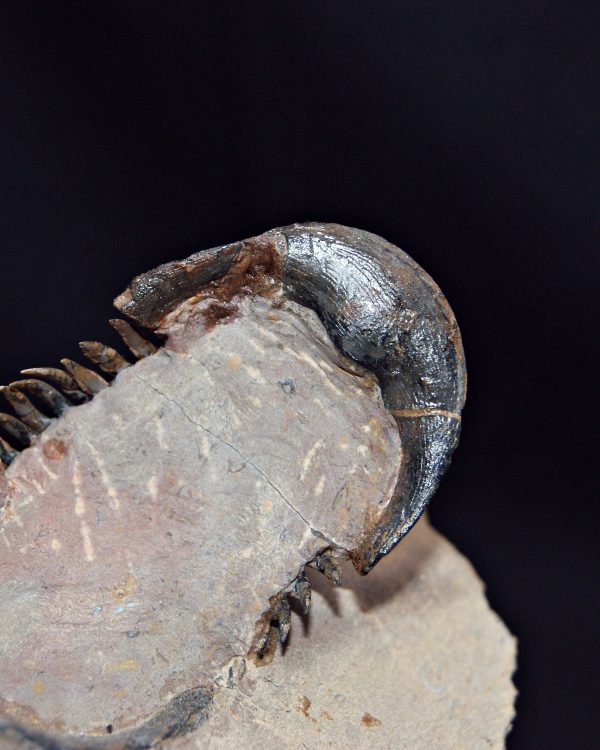 Trilobite Paralejurus en posición alta