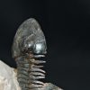 Trilobite Paralejurus en posición alta