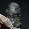 Trilobite Paralejurus en posición alta