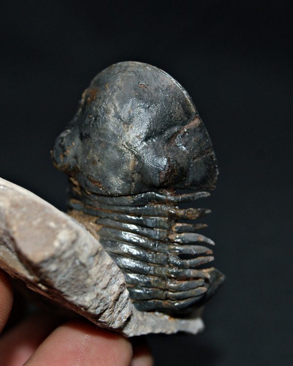 Trilobite Paralejurus en posición alta