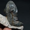 Trilobite Paralejurus en posición alta
