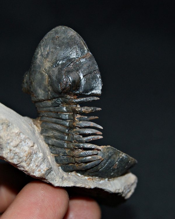 Trilobite Paralejurus en posición alta