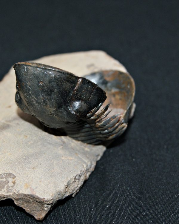 Trilobite Paralejurus en posición alta