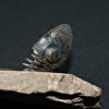 Trilobite Paralejurus en posición alta
