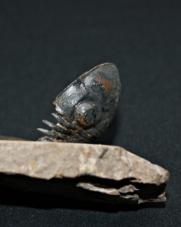 Trilobite Paralejurus en posición alta