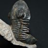 Trilobite Paralejurus en posición alta