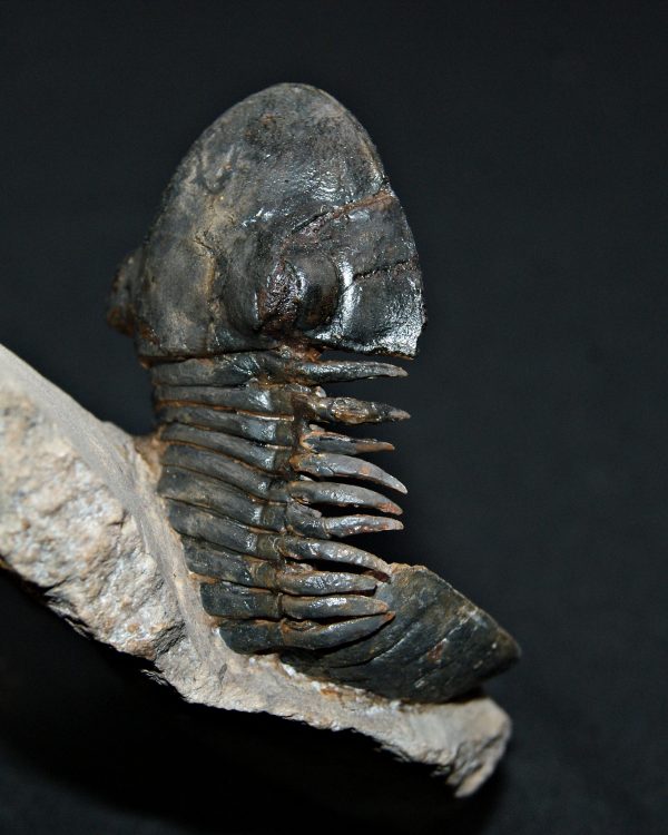 Trilobite Paralejurus en posición alta