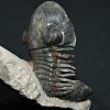 Trilobite Paralejurus en posición alta