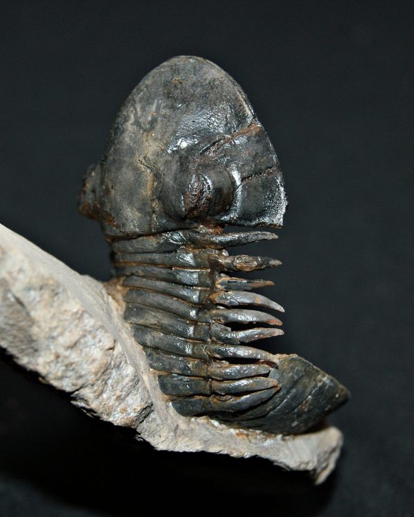 Trilobite Paralejurus en posición alta