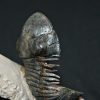 Trilobite Paralejurus en posición alta