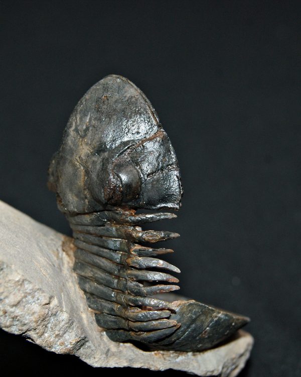 Trilobite Paralejurus en posición alta