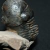 Trilobite Paralejurus en posición alta
