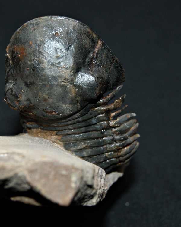 Trilobite Paralejurus en posición alta