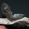 Trilobite Paralejurus en posición alta
