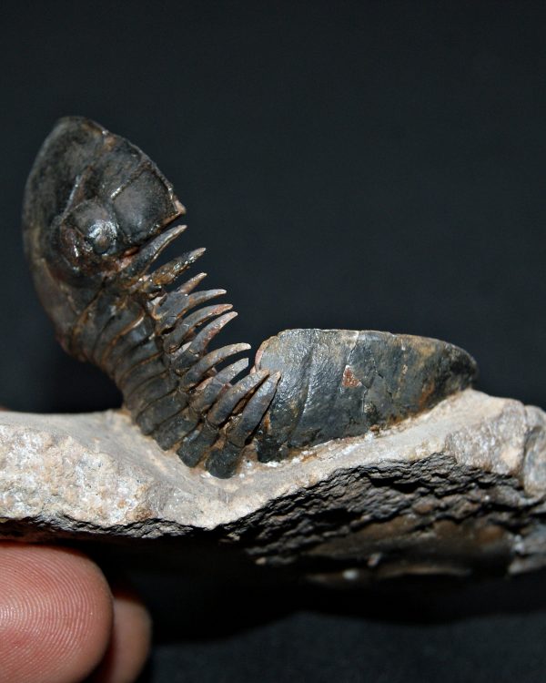 Trilobite Paralejurus en posición alta